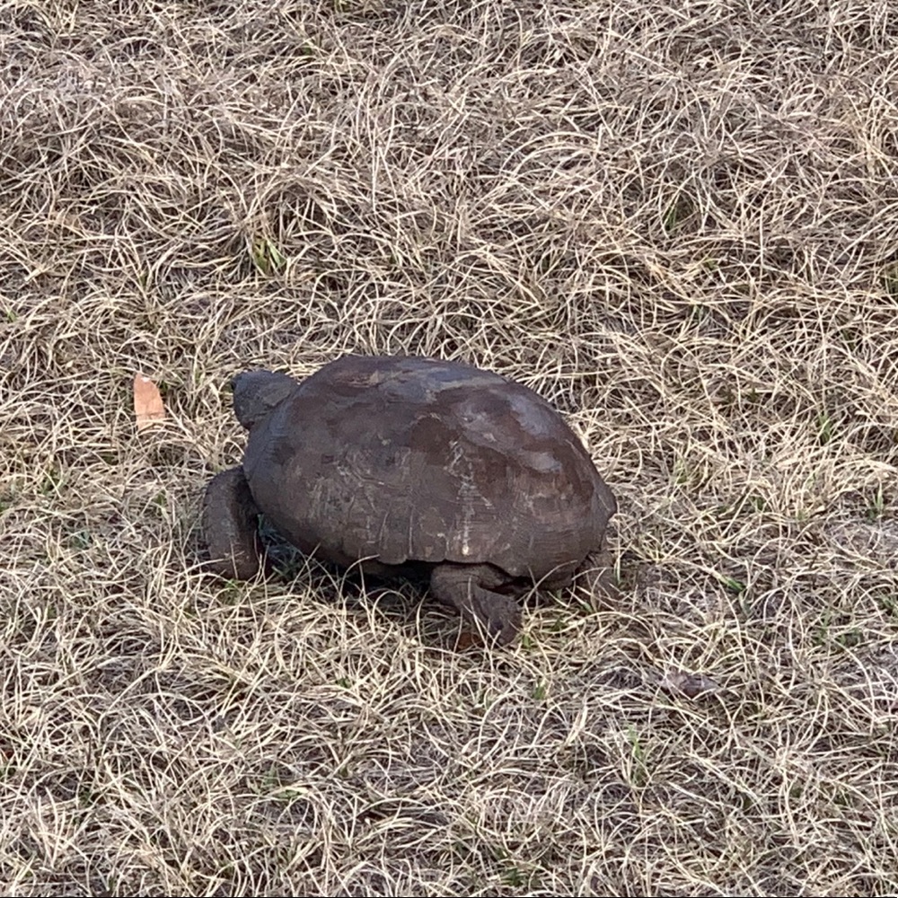 Meet your Posher, Patricia